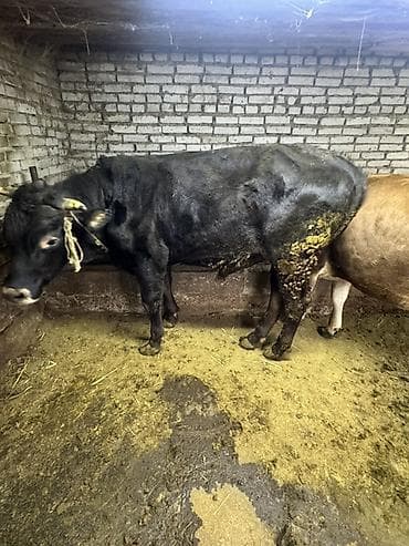 принимаем кукурузу: Продаю | Бык (самец) | На откорм | Племенные — 2