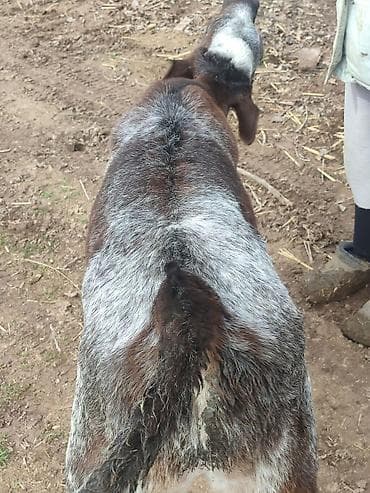 Коровы, быки: Продаю | Бык (самец) | Бельгийская — 4