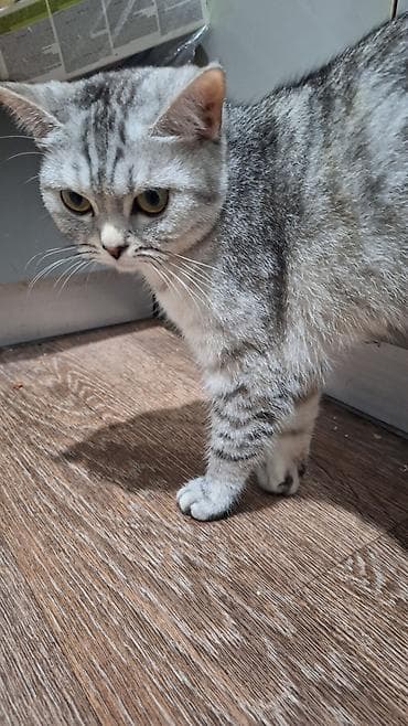 шотландский вислоухий длинношерстный кот цена: Скотиш Фолд (Шотландская вислоухая), 1 год, Девочка, Биколор, Приучена к лотку, Проглистована — 5