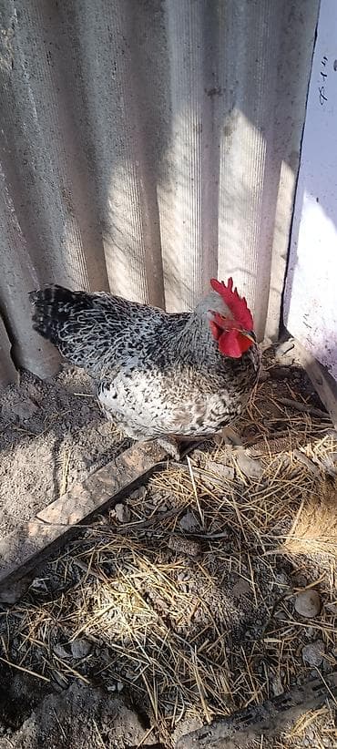 Продаю | Петух | Для разведения — 1