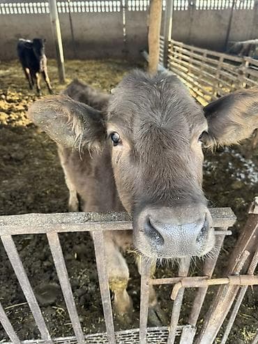 купит лошат: Продаю | Музоо, торпок | Швицкая | На откорм — 1