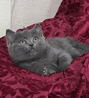 кошки британский: Британская короткошёрстная, 2 месяца, Девочка, Серый, Приучена к лотку — 3
