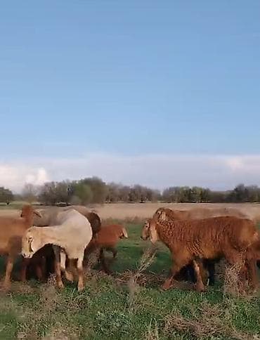 кошка продаётся: Продаю | Овца (самка) | Для разведения | Матка — 5