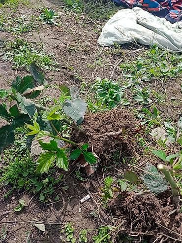 mini projector: Малина полька 12сом малина мапема 32сом ежевика лохнес 50 Саженцы — 3