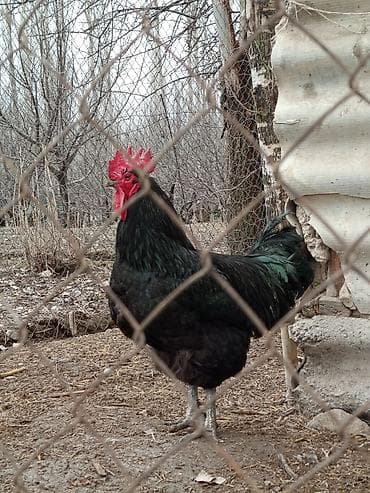 быки на мясо: Продаю | Куры | Для разведения — 1