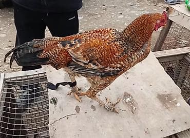 кошка домашный: Продаю | Петух | Для разведения — 3