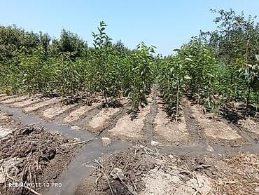 Инструменты: Саженцы яблони (молодые деревья) - Развитый питомник: ровные ряды — 5