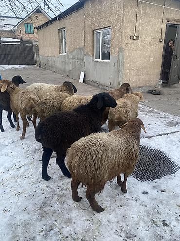 куплю куриные кости: Продаю | Баран (самец) — 10