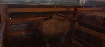 Грызуны: Продаю | Овца (самка) | На забой — 4