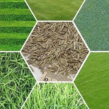 Семена газонной травы DLF Европейские сорты 🌱 - Назначение: создание at lalafo.kg Семена газонной травы DLF Европейские сорты 🌱 - Назначение: создание