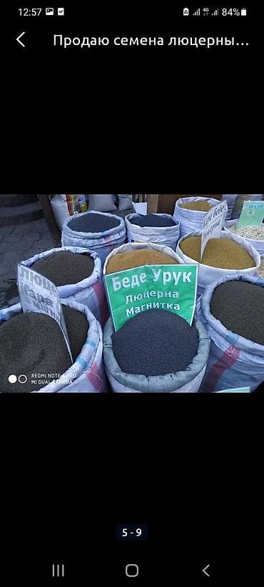 декоративные цветы бишкек: Беде урук, эспарцет урук сатылат, жугору урук кепилдиги менен дун жана — 6