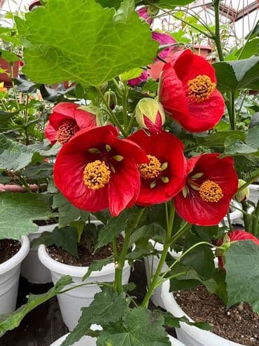 багеты бишкек: Абутулионы — 6