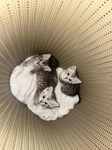 Отдам даром кошку: 1 месяц, Девочка — 3