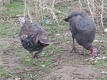 петух бойцовый: Продаю | Индюшка (самка) | Для разведения — 8
