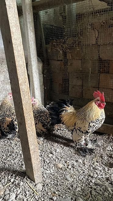 маркрвь на корм: Продаю | Куры | Для разведения — 2