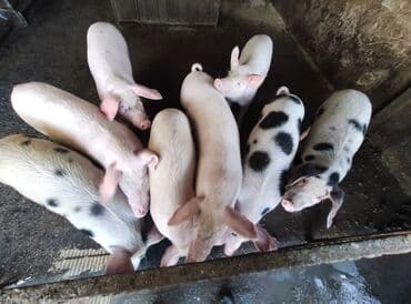 Грызуны: Ветеринар на выезд работаем со всеми видами животных. лечения до — 2