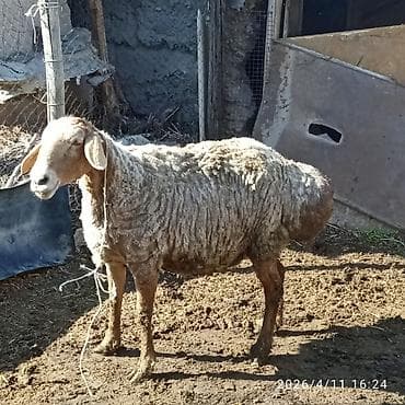 парода малдар: Продаю | Овца (самка) | Для разведения | Матка — 1
