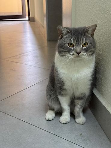 Шотландский породистый кот приглашает кошек на вязку Привит at lalafo.kg Шотландский породистый кот приглашает кошек на вязку Привит