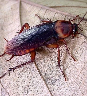 Химчистка мебели: Дезинфекция, дезинсекция, | Клопы, Блохи, Тараканы, | Транспорт, Офисы, Квартиры — 5