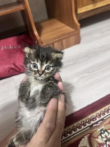 бесплатные котята: Котята, помет из 4 хвостиков. Отдам бесплатно. Черный - Окрас — 2