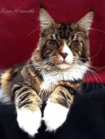 коты белый: Мейн-кун, 2 месяца, Мальчик, Приучена к лотку, Проглистована, С документами — 10