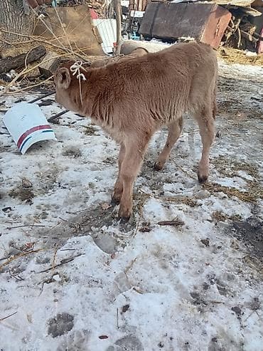 Башка жаныбарлар: Сатам | Музоо | Аргын | Көбөйтүү үчүн | Жасалма уруктандырылган — 3