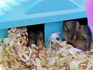 шиншилла цена бишкек: Чудесные ручные джунгарские хомячки ждут своих новых хозяев.находятся — 1