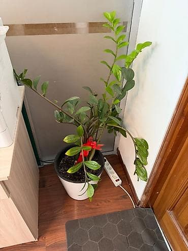 Комнатные растения: Замиокулькас (Zamioculcas zamiifolia) в горшке. - Крупное — 6
