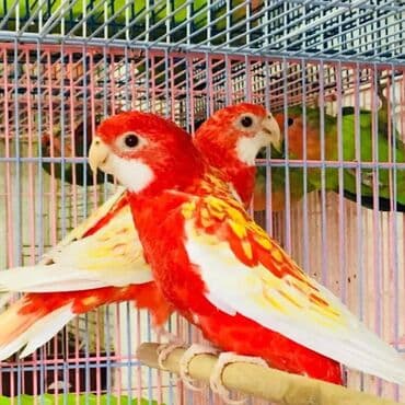 домик для волнистых попугаев: Попугаи разных видов Волнистые Каркллы Неразлучники Ожиреловые — 17