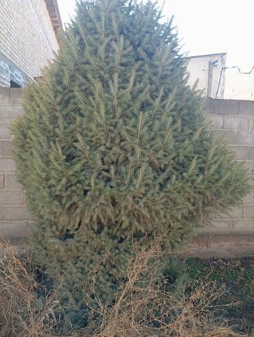 лестница перила: Саженцы деревьев: Ели — 3