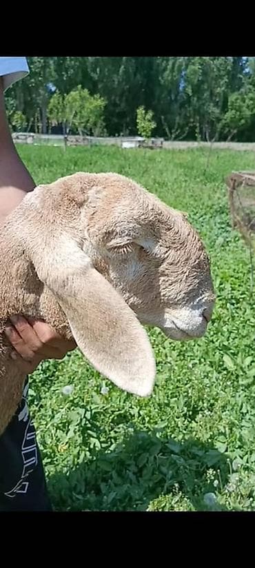 Айыл-чарба жаныбарлары: Сатам | Кочкор (эркек) | Көбөйтүү үчүн | Асыл тукумдуу — 7