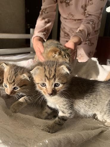 котята вислоухие бесплатно: Котята, домашний помет. - Возраст: совсем малыши (на фото видно — еще — 4