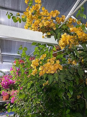 бугенвиллеи: Продажа. Бугенвиллея оптом и в розницу. Цены смотря от размера и — 5