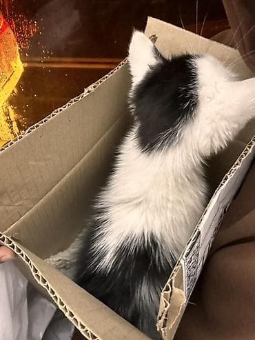 черепаховая кошка: Кошка даром: Экзотическая, 2 месяца, Девочка, Приучена к лотку — 3