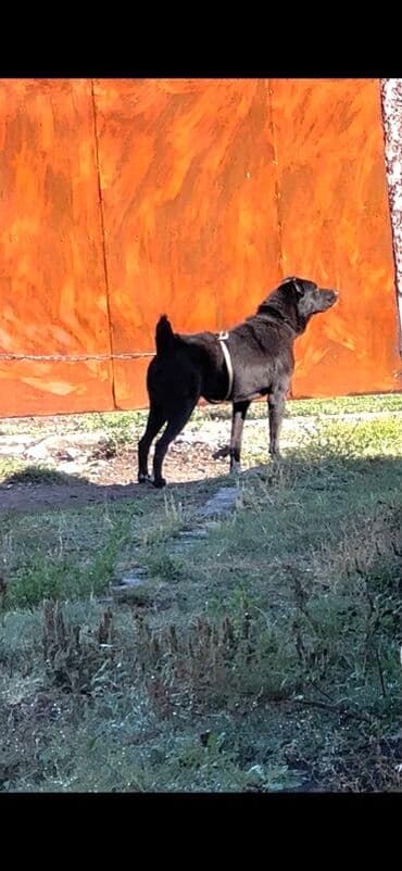 Алабай, 2 года, Самка, С родословной, С прививкой
