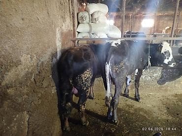 Продаю | Бык (самец) | На откорм | Привязанные