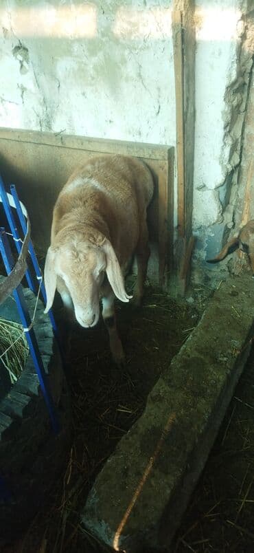 отдам в добрые руки собаку: Продаю | Овца (самка) | Эдильбаевская | Для разведения | Ярка — 3