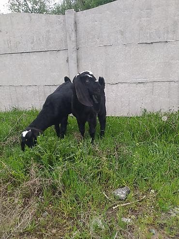 индийский бегунок купить: Продаю | Козлёнок | Нубийская | Для разведения — 5