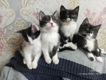 Отдам даром кошку: Отдам даром симпатичных котят. В любящие руки. Кушают всё . Приучены — 1