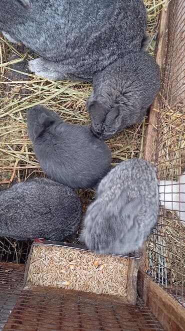 кролики фландр: Продаю | Крольчата | Фландр | Для разведения | Племенные — 2