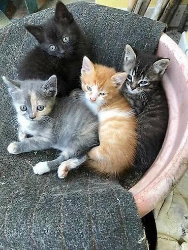 Котята — домашние, ручные, из одного помёта. Разные окрасы: чёрный