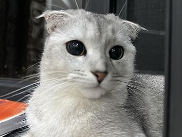 рыба сиг: Скотиш Фолд (Шотландская вислоухая), 11 месяцев, Девочка, Серебристая шиншилла, Приучена к лотку — 2