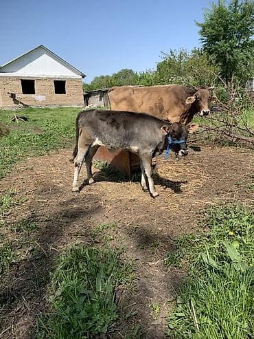 жаны уйлор: Сатам | Уй (ургаачы) | Сүт алуу үчүн | Музоологондон кийин — 1