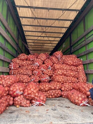 делаем справки: Лук Оптом — 2