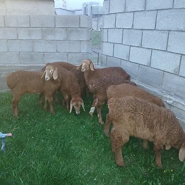 товары для собак: Продаю | Ягненок | Для разведения | Племенные — 4