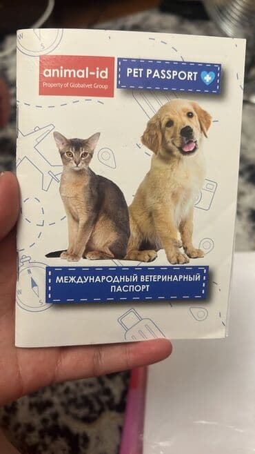 охотничий сабака дратхар: Шпиц, 11 месяцев, Самка, С прививкой — 3