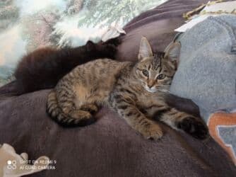 наполнитель для кота: 3 месяца, Девочка, Приучена к лотку — 2