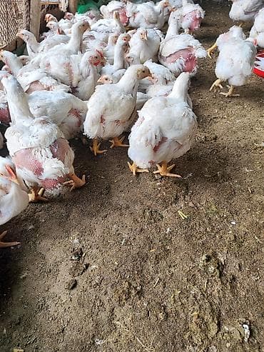 солома в тюках: Продаю | Цыплята | Бройлерная | На забой — 1