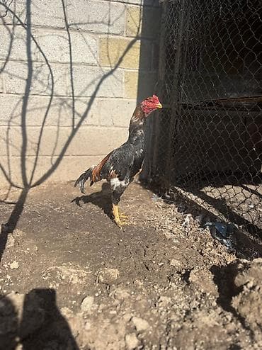 даканы шамо: Продаю | Петух | Бойцовая | Для разведения, Для боев — 3