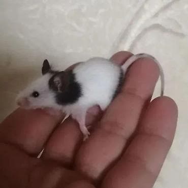 Птицы: Продаются хомячки джунгарские, сирийские, ангорские пушистые хомячки — 7